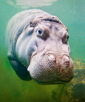 Hippo